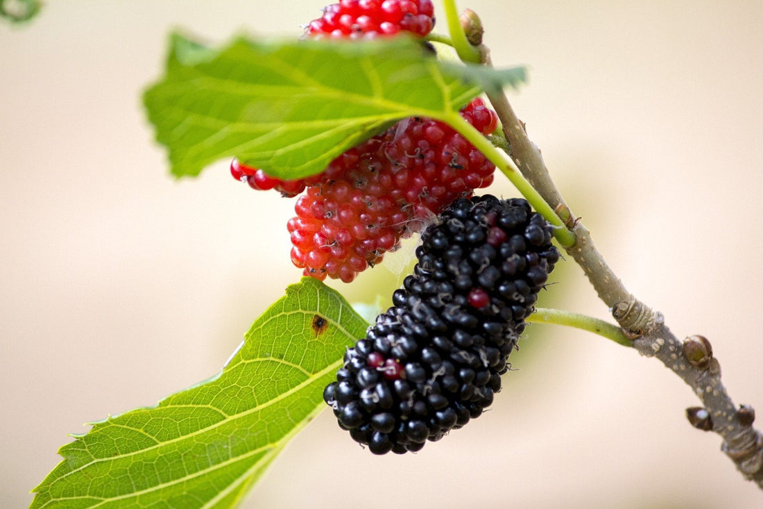 Amazing Benefits of Mulberries