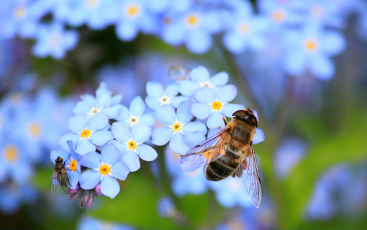 The Bees Have It and How Organic Honey Works For You