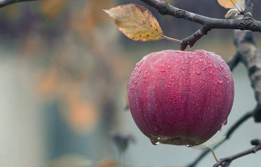 Removing Fine lines and Wrinkles With Swiss Apple Stem Cell Serum