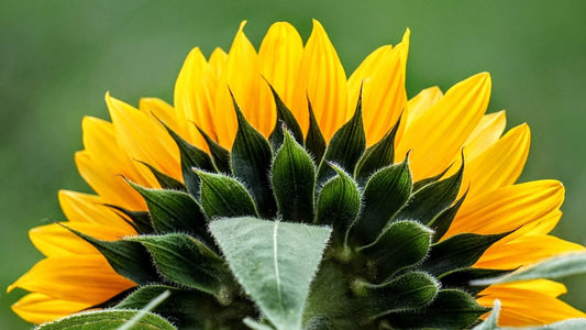 The Benefits of Sunflower Seed Oil