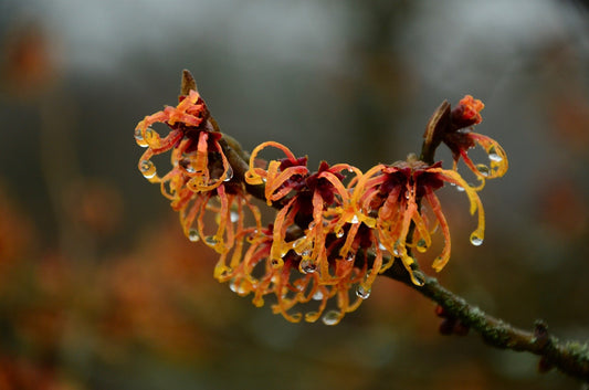 The Wonders of Witch Hazel