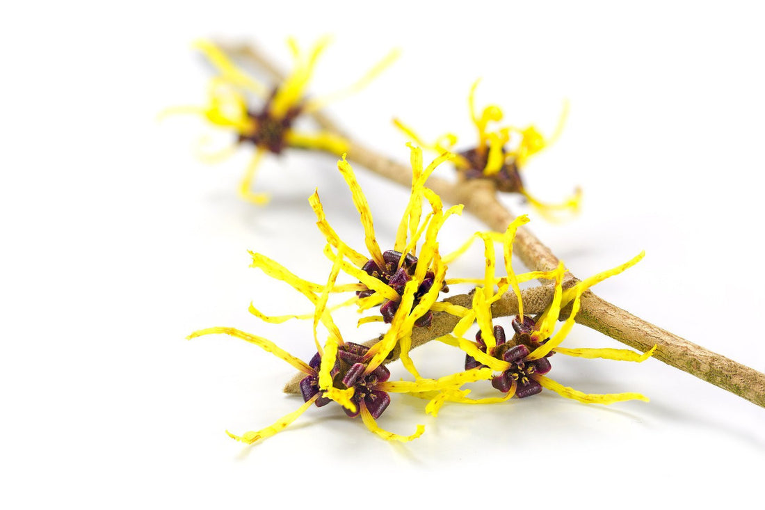 The Amazing Benefits of Witch Hazel